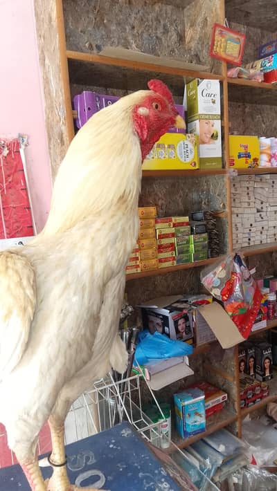 aseel boski . . . mianwali