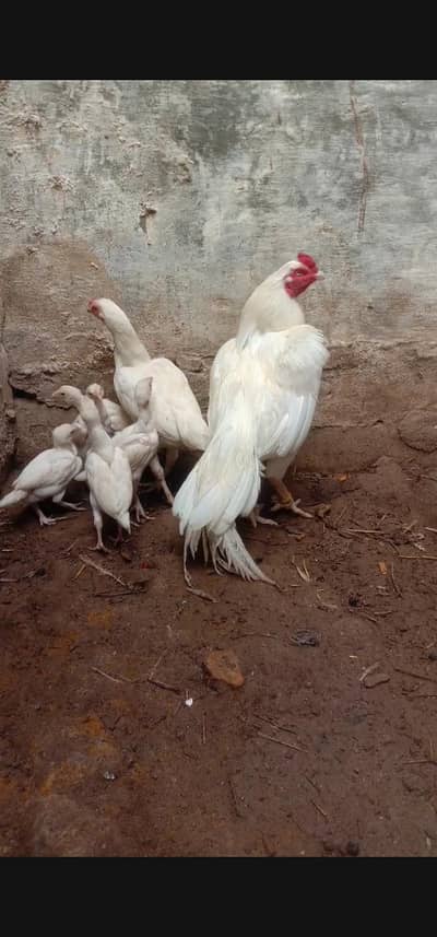 Heera aseel breeder pair and ciks