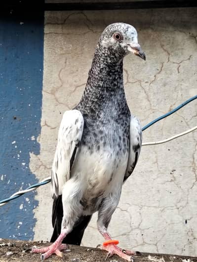 teddy babies breeder quality