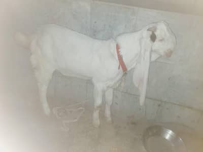 pure Gulabi breeder Bakra