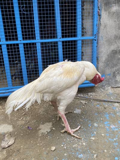 2 Aseel Murghay for sale