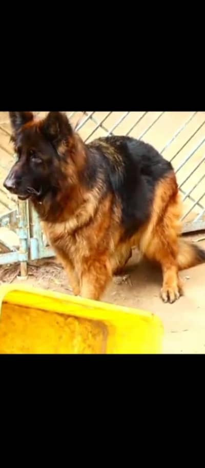 Black Mask German shepherd Adult female