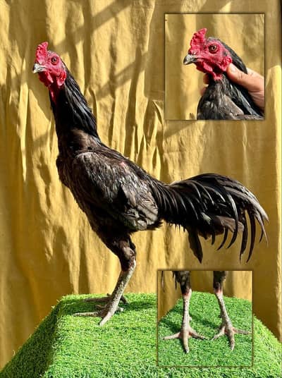Thai Burmi Trio Available | breeder Trio | Game birds | chicks