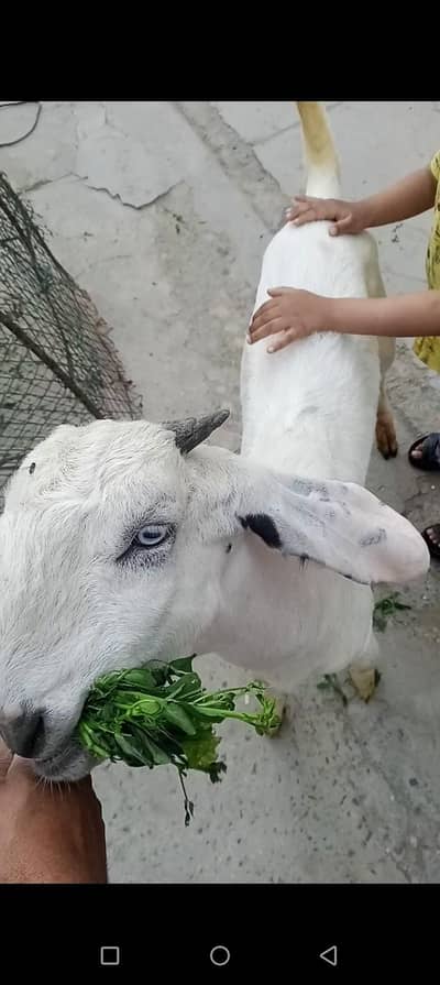 Desi bakra