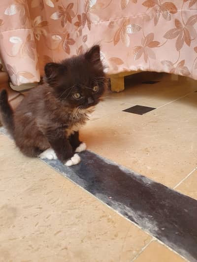 KItten For sale Fully vaccinated  2 month