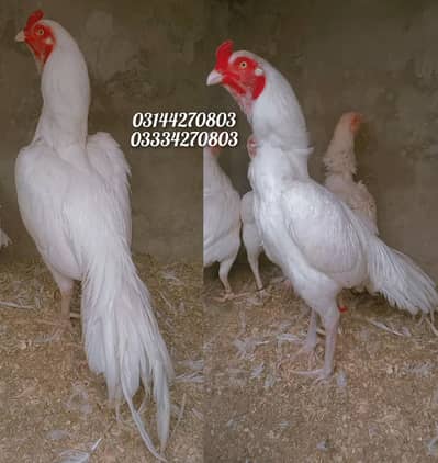 Heera/chick/eggs/pathy/madi/murga/hera/hira/hen/white/pure/aseel