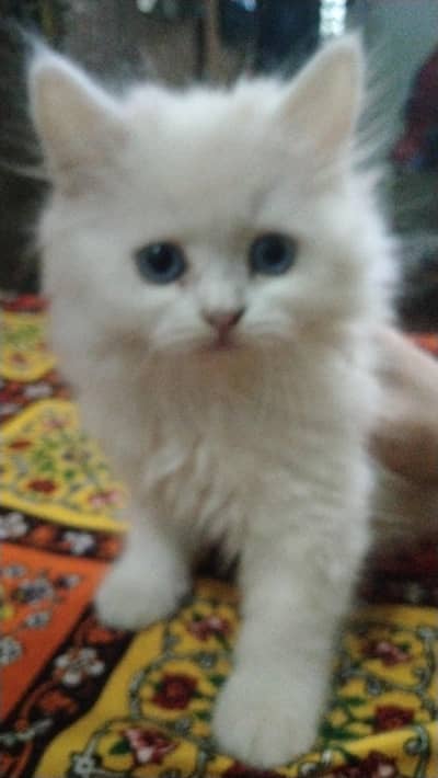 colors eyes pure white color long coated