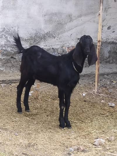 Eid kilyea Bakra Hai 4 Bakary Hai gar K paly Howa Hai