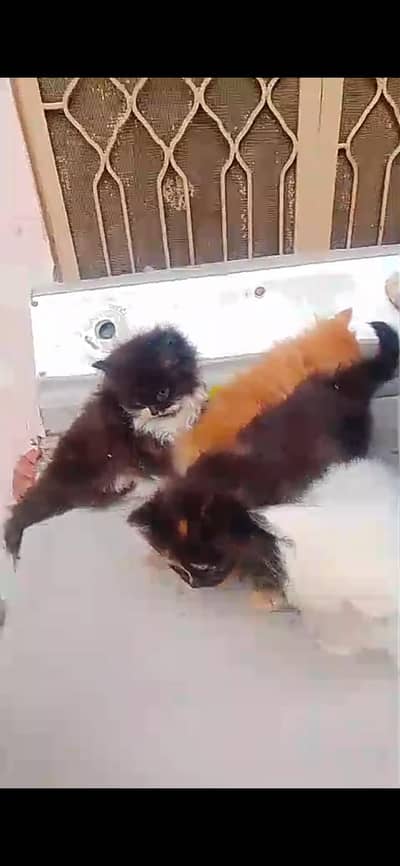 4 Triple cotted kittens available
