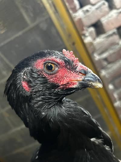 Burmi treat pathi ready for breed