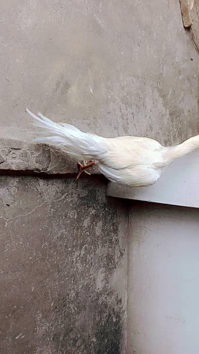 2 white long tail shame breed murgy ye shok krny Waly bhiyon ka liya h