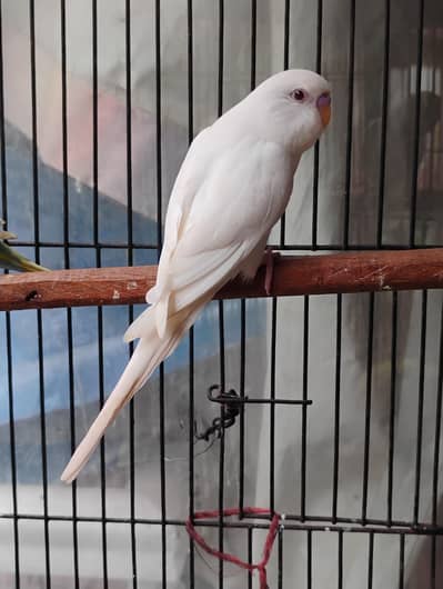 jumbo size budgies pathy for sale