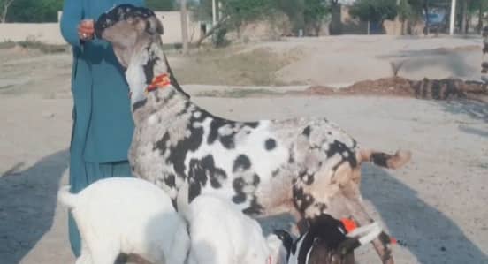 3 bacchon wali bakri call me"-=03228636148