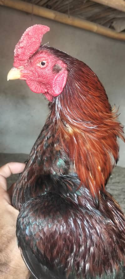 amroha cross mainwali