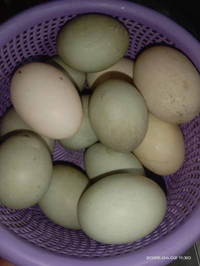 Black Cayuga Duck egg