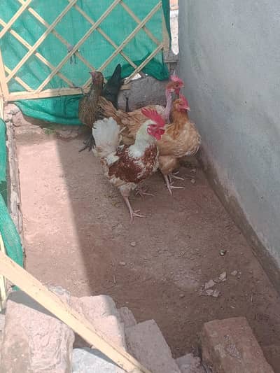 Desi murga for sale best price