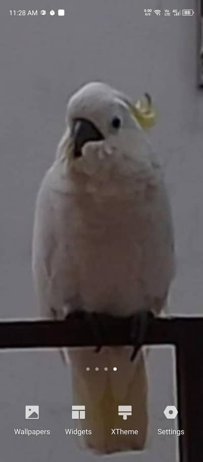 sulphur crested Cacatoea