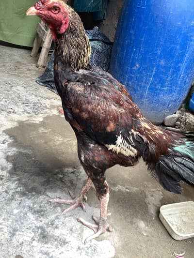 Ak dam Power full zabardast morga ha