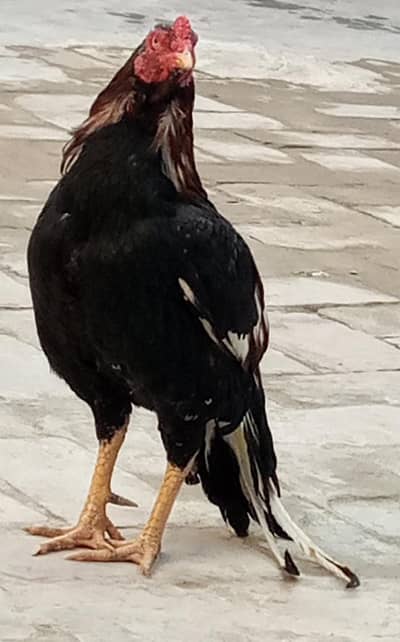 Mianwali Aseel Murgha+Heera Aseel murghi