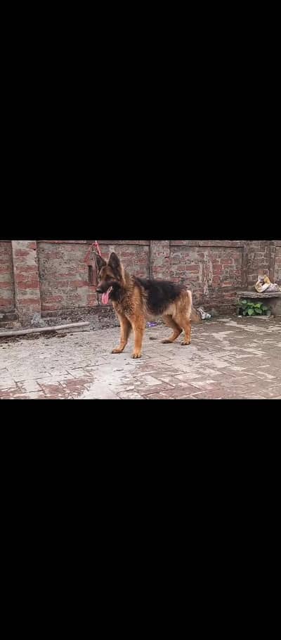 double coated Confirm Stud