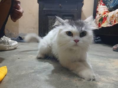 persiqn for sale 10k