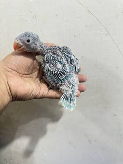 Blue or cobalt Ringneck chicks