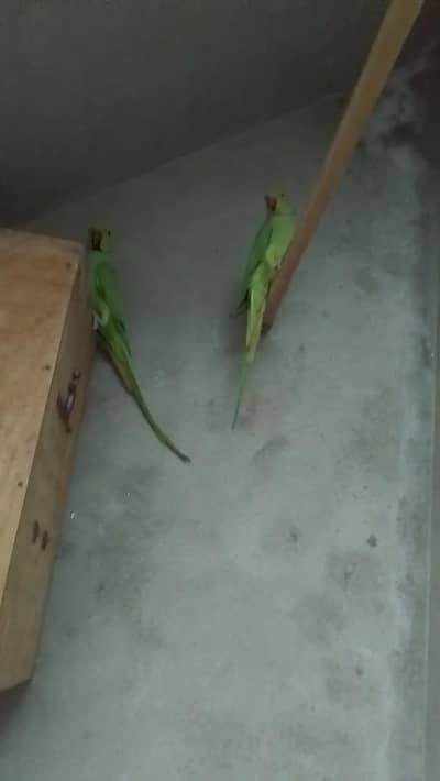 Healthy parrot pair for sale _ Active and beautiful