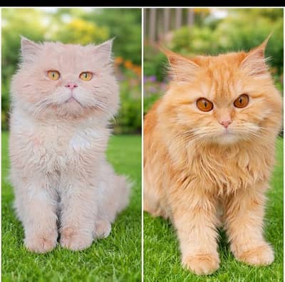 pair for sale triple coat