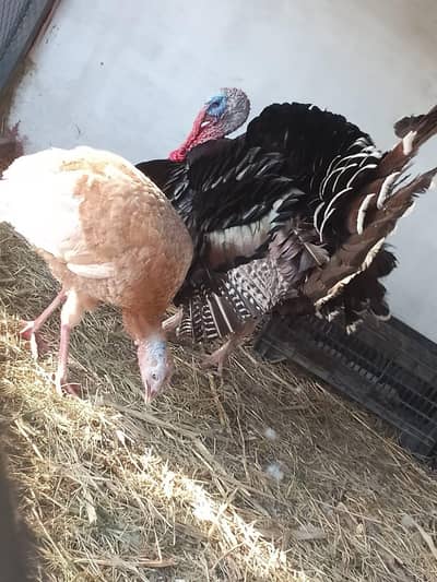 Turkesh Female Eggs Line