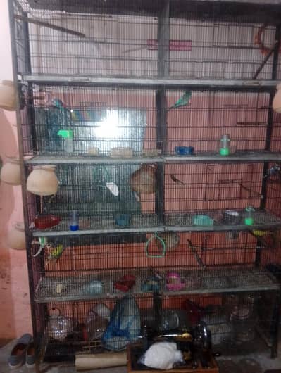 buddies parrot   ringneck female love bird  cage