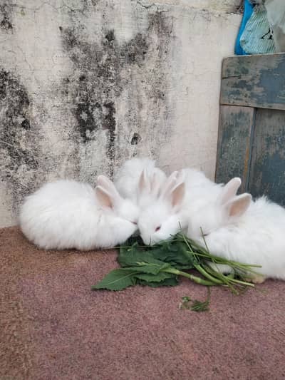 angura rabbits for sale per piece 1500