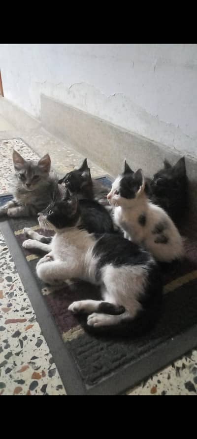 Kittens for adoption - Free with delivery