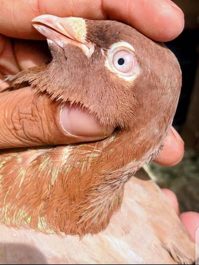 surkha nar boht kmaal or bachy urata hai