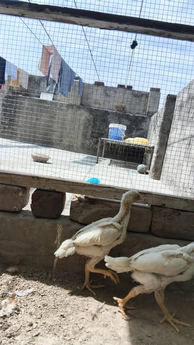 white king o shamo aseel chick available