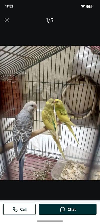 whattsapp contact only 52 birds mix han rate final han . .