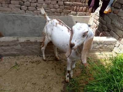 dogli bakri full active