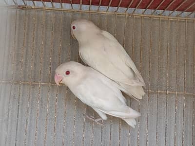 Albino Fischer Pair for Sale – Red Eyes, Healthy Breeding Pair