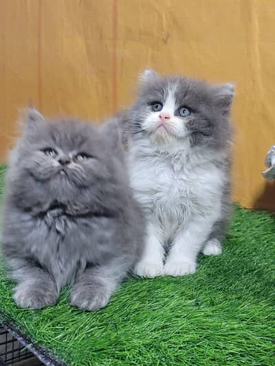pure Persian bicolor and gray kittens