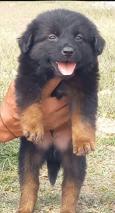 German Shepherd puppy for sale