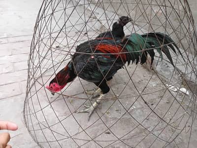 thai male female supreme quality available