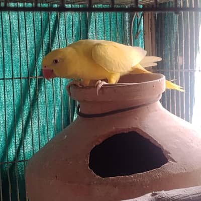 yellow ringneck female