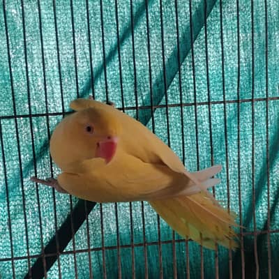 yellow ringneck female