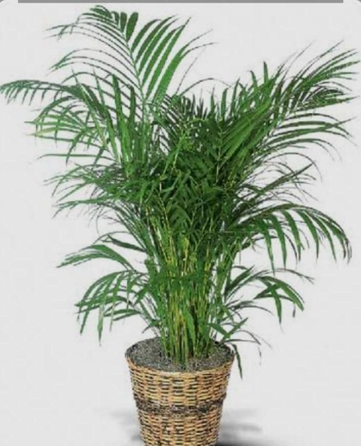 plants available 0
