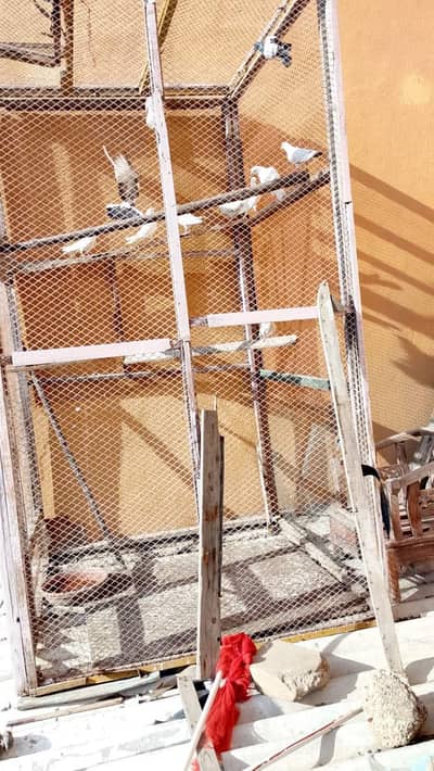 folding master cage for sale contact:03183632714