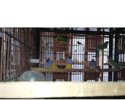 Common goldian Breeders