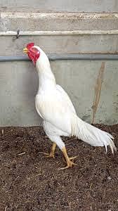 Strong Heera 10-Months-Old 1 Male & 2 Females – Females Ready for Eggs