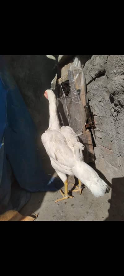 Thai pair and paper white female or sale