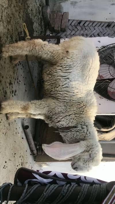 Full heldy active male kirra hia abi eid pr 2 daat ho gia