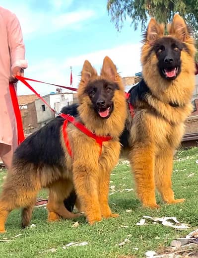 German shepherd propar long coat pair 5 month age available
