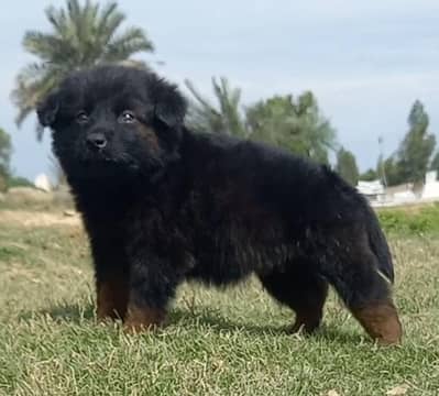 German Shepherd puppies for sale